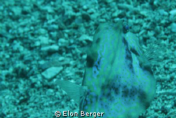 Taken off the coast of Eilat at roughly 15 meters. by Elon Berger 